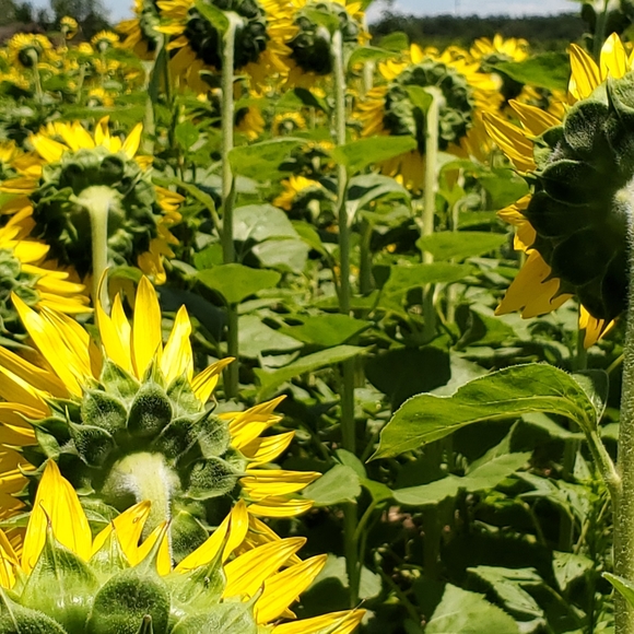 Sunflower Fields - Picture 2 of 5